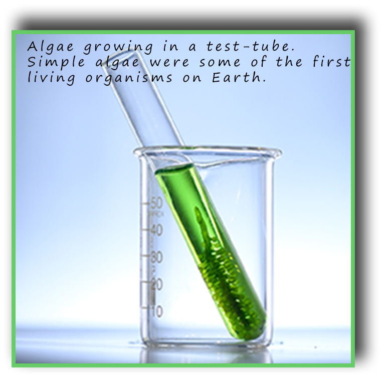 algae growing in a test-tube
